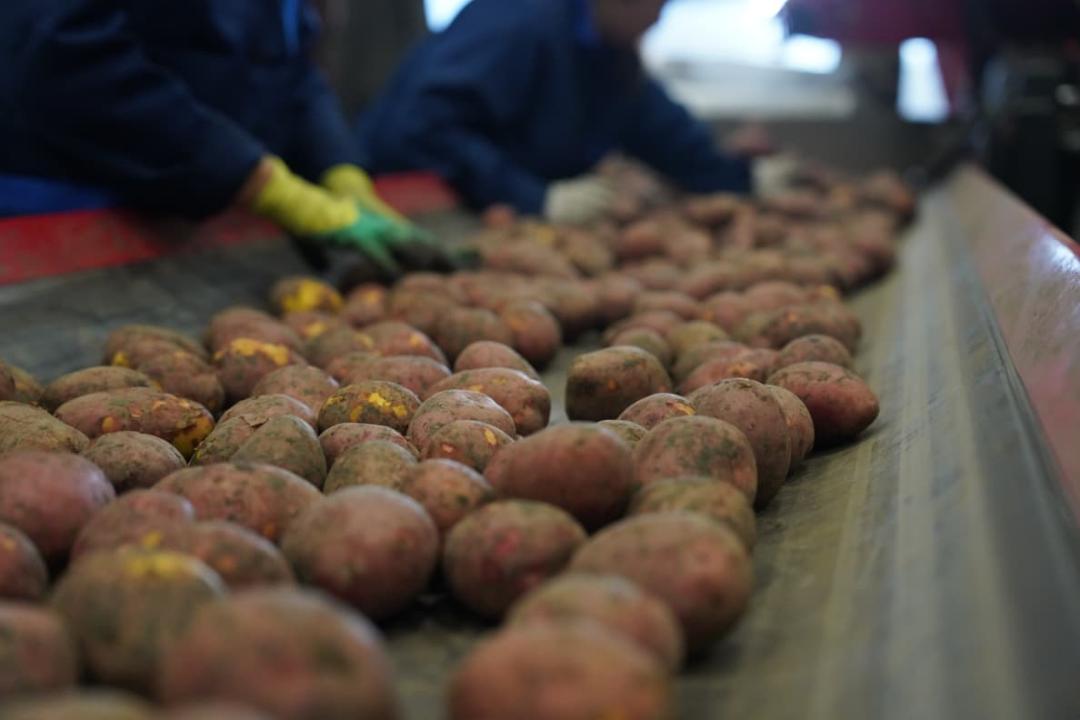 В Казахстане прогнозируют рекордный урожай лука и картофеля